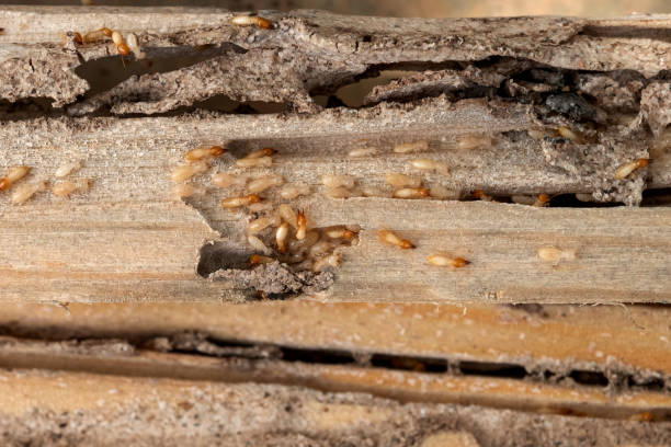 Best Insect Control  in Norwood, NJ