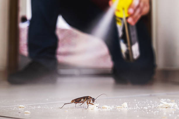 Flea Control Services in Norwood, NJ