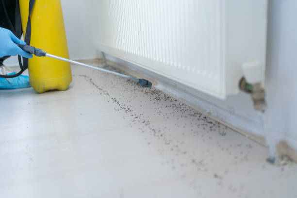 Best Flea Control Services  in Norwood, NJ