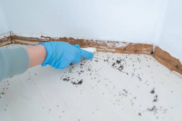 Best Cockroach Control Services  in Norwood, NJ